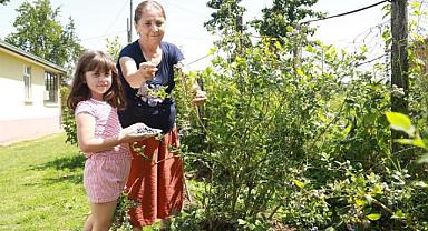 ORDU’DAKİ MAVİ YEMİŞ ALANLARI BÜYÜYOR