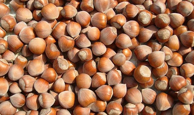 Fındık yerine taş satmışlar! 3 bin ton fındığın 27 tonu taş çıktı