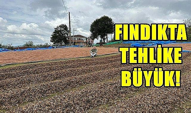 Milletvekili Adıgüzel fındık için acil çağrı yaptı!