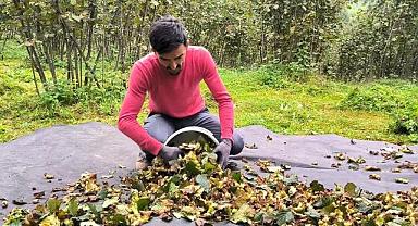 Ordu'da Fındık Hasadı Türküler Eşliğinde Devam Ediyor