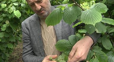 Azotlu Gübrelemede İkinci Dönem Başladı