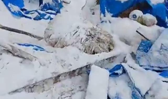 Ordu da Kar nedeniyle ağıldaki çatının çökmesi sonucu 7 koyun telef oldu