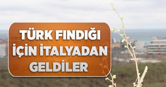 TÜRK FINDIĞI İÇİN İTALYADAN GELDİLER