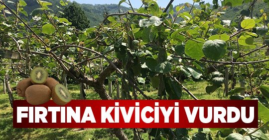Fırtına Kiviciyi Vurdu